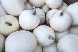 5 Seeds Valenciano Pumpkin (Cucurbita pepo) – Classic White Heirloom Pumpkin for Decoration & Cooking