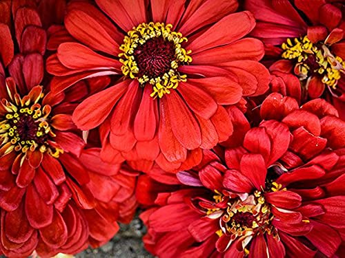 200 Seeds Zinnia WILL ROGERS Hummingbird Red Bees & Butterflies Non-GMO, Zinnia elegans, Bright Red Blooms, Attracts Pollinators