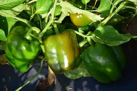 25 Keystone Giant Sweet Pepper Seeds – Capsicum annuum – Large, Thick-Walled, High-Yielding, Perfect for Stuffing & Fresh Eating, Non-GMO