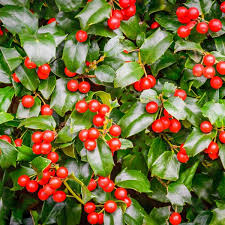 Chinese Holly Seeds – Ilex cornuta – 500mg for Planting, Evergreen Shrub, Red Berries, Glossy Spiny Leaves, Great for Hedges & Wildlife