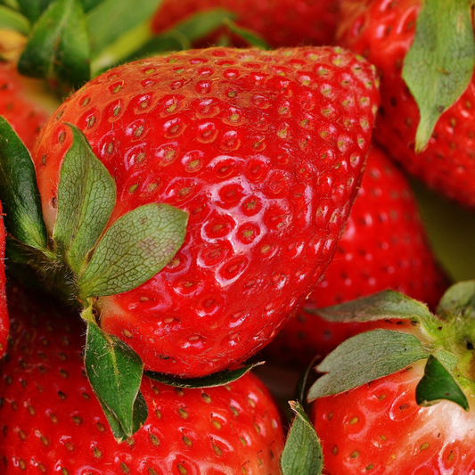 12 Bare Root Everbearing Strawberry Plants "San Andreas" for Zones 4-9