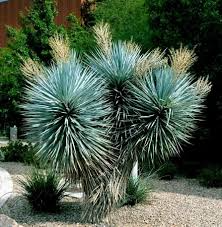 10 Blue Yucca Tree Seeds (Yucca rigida) – Cold Hardy, Rare Agave-Like Plant