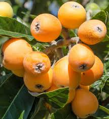 BIG JIM Loquat Fruit Tree Starter Plants - Tropical Japanese Chinese Plum - Big Juicy Fruit, Ready to Grow