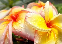 Plumeria Cutting JJ California Sunset - Fragrant Orange Blooms, Early & Long-Season Bloomer, Semi-Compact Growth