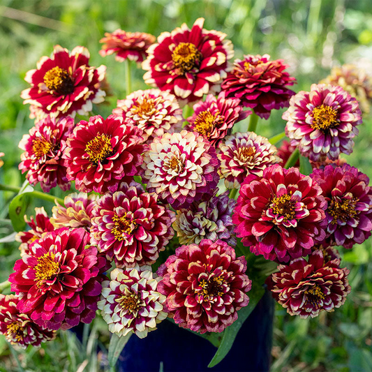 Aztec Burgundy Bicolour Zinnia Seeds – 100+ Bold Two-Tone Blooms – Cut Flower Garden, Pollinator Beds, and Colorful Cottage Borders – USA