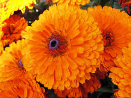 100 Seeds Calendula Pacific Beauty Orange (Calendula officinalis) - Bright Orange Flowers for Planting, Garden, Pollinator-Friendly, Herb