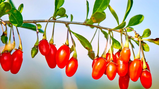 2 Fresh Goji Berry Cuttings – Bare Root Live Plant – Easy to Grow – Ready to Plant