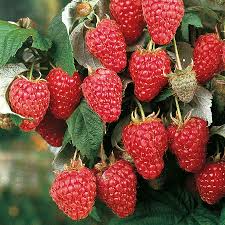 10 Heritage Red Raspberry Scion Cuttings - Rubus idaeus Unrooted 6-8” for Rooting or Grafting - High-Yield Berry Plants