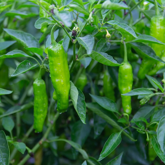 20 Shishito Pepper Seeds – Mild & Sweet – Heirloom, Non-GMO, Easy to Grow