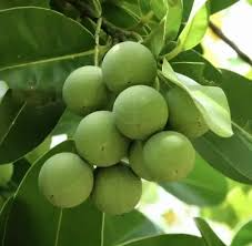 Ball Nut / Alexandrian Laurel (Calophyllum inophyllum) Live Tropical Tree 12”-24” – Elegant Ornamental and Versatile Uses