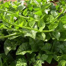100 Green Malabar Spinach Seeds - Heat-Tolerant Climbing Vine, Non-GMO, Specialty Green