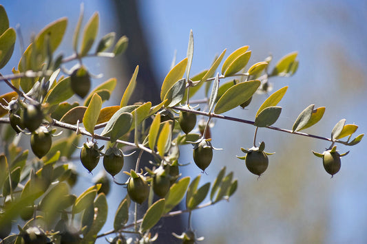 5 Jojoba Tree Seeds (Simmondsia chinensis) – Drought-Tolerant Shrub, Goat Nut Plant, USDA Zones 9-10, Rare Native Arid Climate Plant