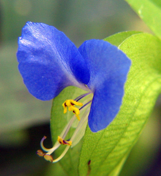 15 Spiderwort Day Lily Cuttings - Wandering Jew Blue - Fresh Cutting, Easy to Care Houseplant