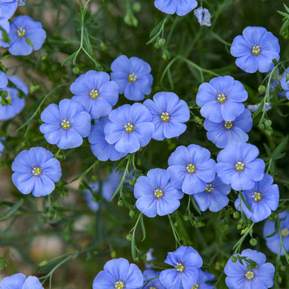 500 Seeds Blue Flax Perennial Wildflower Linum lewisii - Non-GMO American Native, Drought Tolerant, Beautiful Blooms, Pollinator Friendly