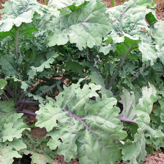 250 Seeds Red Russian Kale – Brassica napus, Heirloom Leafy Green for Salads & Cooking