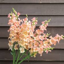 1000+ Chantilly Light Salmon Snapdragon Seeds – Tall Open-Faced Blooms for Garden Planting, Cut Flowers & Borders – USA