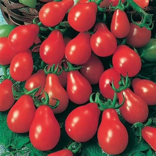 30 Red Pear Tomato Seeds – Heirloom, Non-GMO, Sweet & Juicy, High-Yield Cherry Tomato