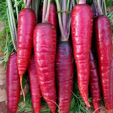 Purple Dragon Carrot Seeds | Heirloom Non-GMO | Spicy-Sweet Flavor | Rich Color |  | Cool Season Vegetable