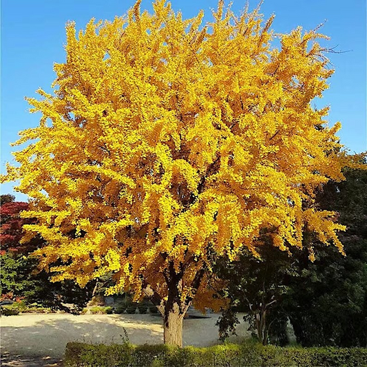 5 Stratified Ginkgo Biloba Tree Seeds (Maidenhair) – Hardy, Yellow Fall Foliage, Rare Bonsai