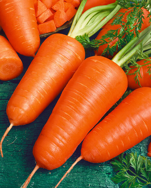 Chantenay Red Cored Carrot Seeds – 1g for Planting, Heirloom Variety, Sweet Crisp, Short & Thick Roots, Garden Container, High Yield