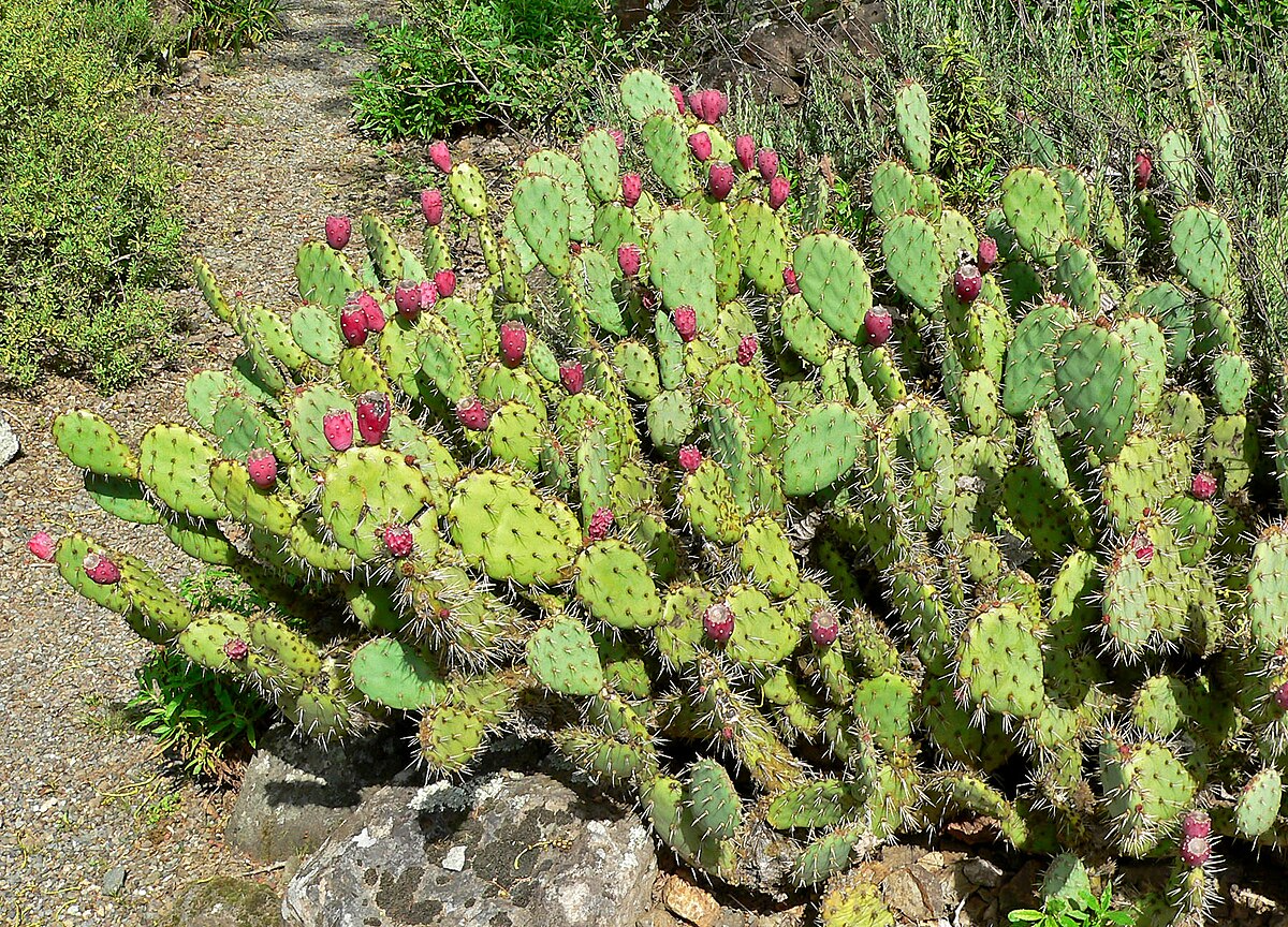 1 Prickly Pear Cactus Plant (Opuntia) Unrooted Cuttings, Edible Fruit, Orange, Pink & Yellow Blooms, Hardy Desert Plant, for Gardens