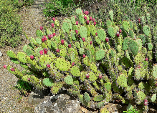 1 Prickly Pear Cactus Plant (Opuntia) Unrooted Cuttings, Edible Fruit, Orange, Pink & Yellow Blooms, Hardy Desert Plant, for Gardens