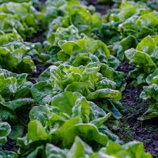 Bronze Mignonette Butterhead Lettuce Seeds – 1g for Planting, Heirloom Variety, Tender & Sweet, Cold Hardy, High Yield, Garden Container