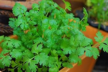 1g Cilantro Leisure Coriander Seeds Coriandrum sativum | Fast-Growing Herb, Heirloom, Non-GMO, Culinary Staple, Easy to Grow