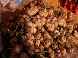 40 Jicama Seeds - Mexican Yam Bean (Pachyrhizus erosus) - Non-GMO Tuber Vegetable, Root Potato, and Edible Fruit for Garden or Farm