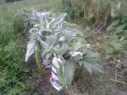 20 Seeds Bianco Avorio Cardoon (Cynara cardunculus) – Unique Edible Ornamental with Tender Stalks
