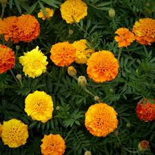 500 mg Seeds French Marigold Petite Mixture (Tagetes patula) for Planting | Vibrant Compact Blooms for Gardens & Pollinator Habitats