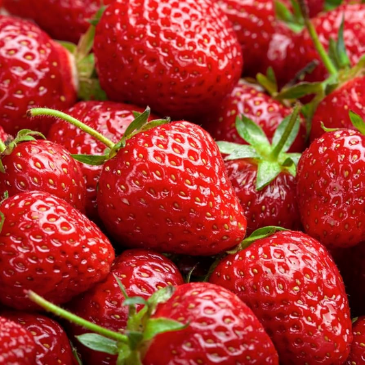 10 Puget Crimson Strawberry Plants - Bare Root | Large Berries | Sweet Flavor | High Yield | USDA Zones 6-10