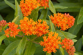 10 Butterfly Weed Plants (Asclepias Tuberosa) | Perennial Bare Root | Monarch Host Plant | Drought-Tolerant & Pollinator-Friendly