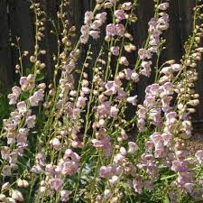 100mg Penstemon palmeri - Palmer's Penstemon Seeds, Fragrant Desert Wildflower for Pollinator Gardens