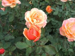 About Face Rose Starter Plant | Unique Two-Toned Blooms | Golden Orange & Ruby Red | 6-10" Tall Live Plant
