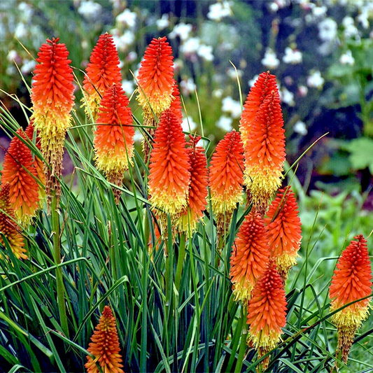 20 Rare Dwarf Fire Dance Torch Lily Seeds (Kniphofia hirsuta) – Hardy Perennial, 18-20” Tall