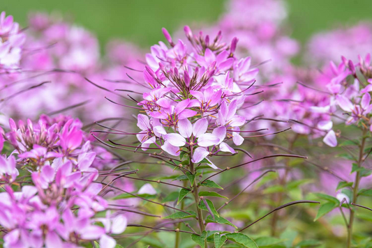 300 Cleome Spider Flower Seeds – White, Pink, Purple Wildflower | (Cleome hassleriana) Bee-Friendly Bush, Fast-Growing Garden Plant