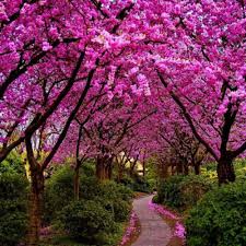 10 Seeds Cercis Siliquastrum, Judas Tree, Ornamental Deciduous Tree with Pink Spring Blossoms