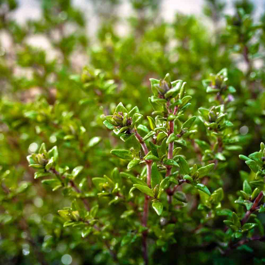 350 Thyme Seeds for Planting - Thymus vulgaris - Aromatic Herb for Cooking & Garden, Fresh Culinary Herb, Perfect for Home Garden Growers