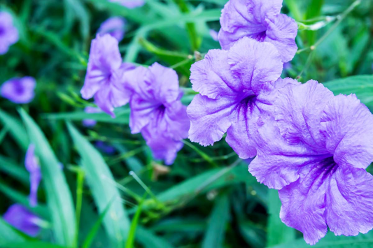 5 Rooted Cuttings Purple Mexican Petunia (Ruellia simplex) - Hardy Perennial Flowers for Garden Borders, Ground Cover & Landscaping