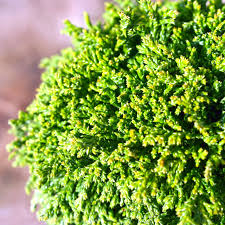 Chamaecyparis Pisifera 'Tsukumo' Live Starter Plant | 4-6 Inches Dwarf Evergreen Cypress | Deer-Resistant Bonsai or Garden Accent