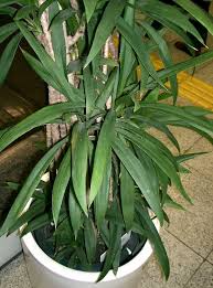 15 Easy Indoor Houseplant Seeds | Palm Lily (Cordyline stricta), Tropical Indoor Plant, Low Maintenance, Non-GMO, Decorative Houseplant
