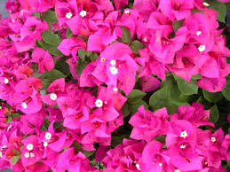 Helen Johnson Bougainvillea | Small Well-Rooted Starter Plant | Tropical Beauty for Indoor & Outdoor Gardens |