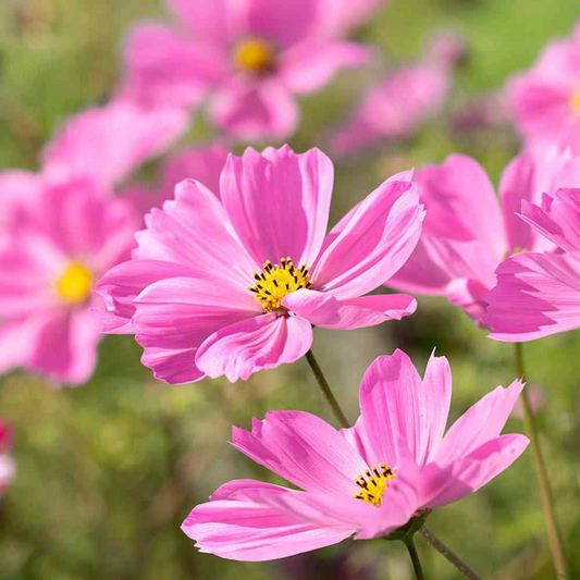 100 Seeds Cosmos Gloria (Cosmos bipinnatus) – Bright Pink Blooms, Pollinator-Friendly, Easy-to-Grow Annual Flower Seeds