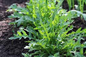 1g Arugula Seeds | Eruca vesicaria | Heirloom, Non-GMO Salad Green | Fast-Growing & Peppery Flavor