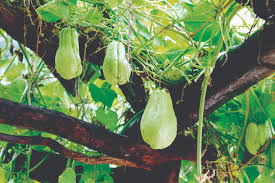 Chayote Squash Plant – Live 10” Mirliton Vine – Ships in Pot – Fast Growing – Ready to Plant