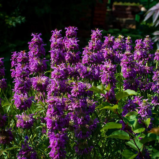 1000 Seeds Lemon Mint, Monarda Citriodora, Fragrant Herb for Teas, Culinary Use, and Pollinator Gardens