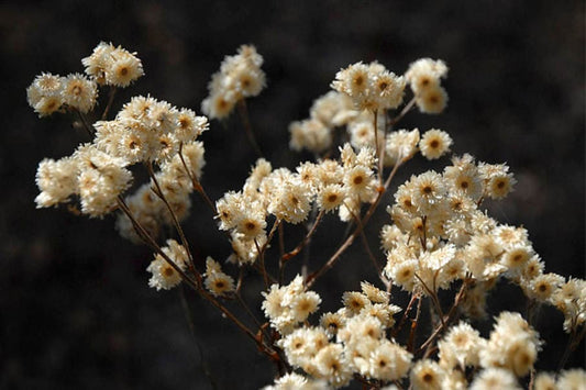 500 Seeds Pseudognaphalium Obtusifolium | Sweet Everlasting for Planting | Native Perennial Wildflower Pollinator Friendly Drought Tolerant