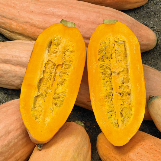 Jumbo Pink Banana Squash Seeds | Heirloom Non-GMO | Sweet Winter Squash | Great for Baking |