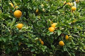 1 Poncirus trifoliata Hardy Orange Tree 6” Fully Rooted Seedling - Cold Hardy Citrus Plant Ready to Grow